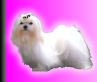 SAMANTHA
