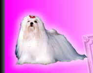 VERNIS