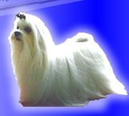 ABBRA CADABBRA