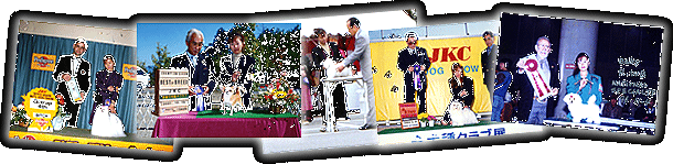 OLD DOG SHOW