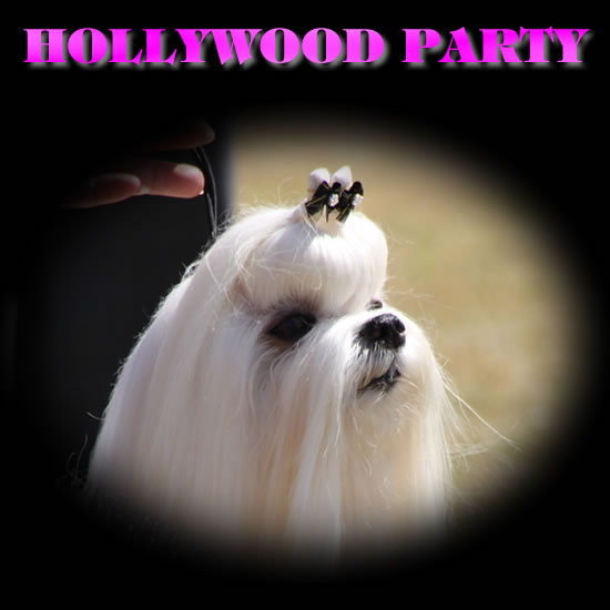 HOOLYWOOD PARTY PASHES DREAM SEEKER